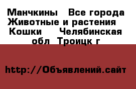 Манчкины - Все города Животные и растения » Кошки   . Челябинская обл.,Троицк г.